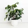 Ficus Midnight Beauty -Plants in a Box Sales Shop FICMIB RS bee89090 e5bc 4cc8 bb67 f98a6ae0f44d
