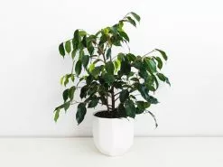 Ficus Midnight Beauty