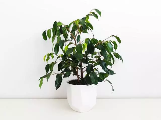 Ficus Midnight Beauty 3 Ficus Midnight Beauty