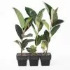 Ficus Elastica Shivereana - 85mm -Plants in a Box Sales Shop FICSHIJ RS