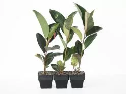 Ficus Elastica Shivereana - 85mm