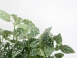 Hypoestes Confetti Compact White -Plants in a Box Sales Shop FITDETAIL RS 917e5bbd dbaa 4b28 804e 6b6ee05b0fd6