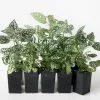 Hypoestes Confetti Compact White 1 Hypoestes Confetti Compact White -Plants in a Box Sales Shop FIT RS e09581be adc5 471f a33d a5068f4d6eaf