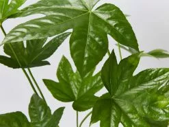 Fatsia Japonica -Plants in a Box Sales Shop FatsiaJaponica detail 3857f3a3 b4b9 475f 8844 186254c10243