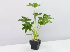 Fatsia Japonica - 85mm -Plants in a Box Sales Shop FatsiaJaponica single