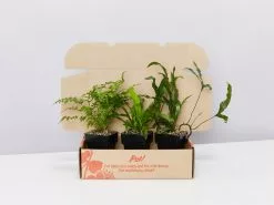 Mixed Fern Box - Large 12 Mixed Fern Box - Large -Plants in a Box Sales Shop FernMixedPack85MM BOX