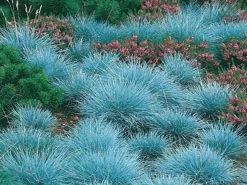 Festuca Glauca Varna -Plants in a Box Sales Shop Festuca glauca Elijah Blue 2 c93b85e0 3d02 4523 a1a4 f0a605174289