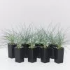 Festuca Glauca Beyond Blue 1 Festuca Glauca Beyond Blue -Plants in a Box Sales Shop FestucaBeyondBlue 8plants 98d05efd 2f4f 47d5 b988 131f0512547d