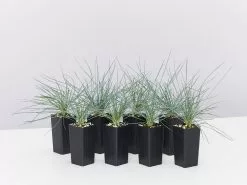 Festuca Glauca Beyond Blue
