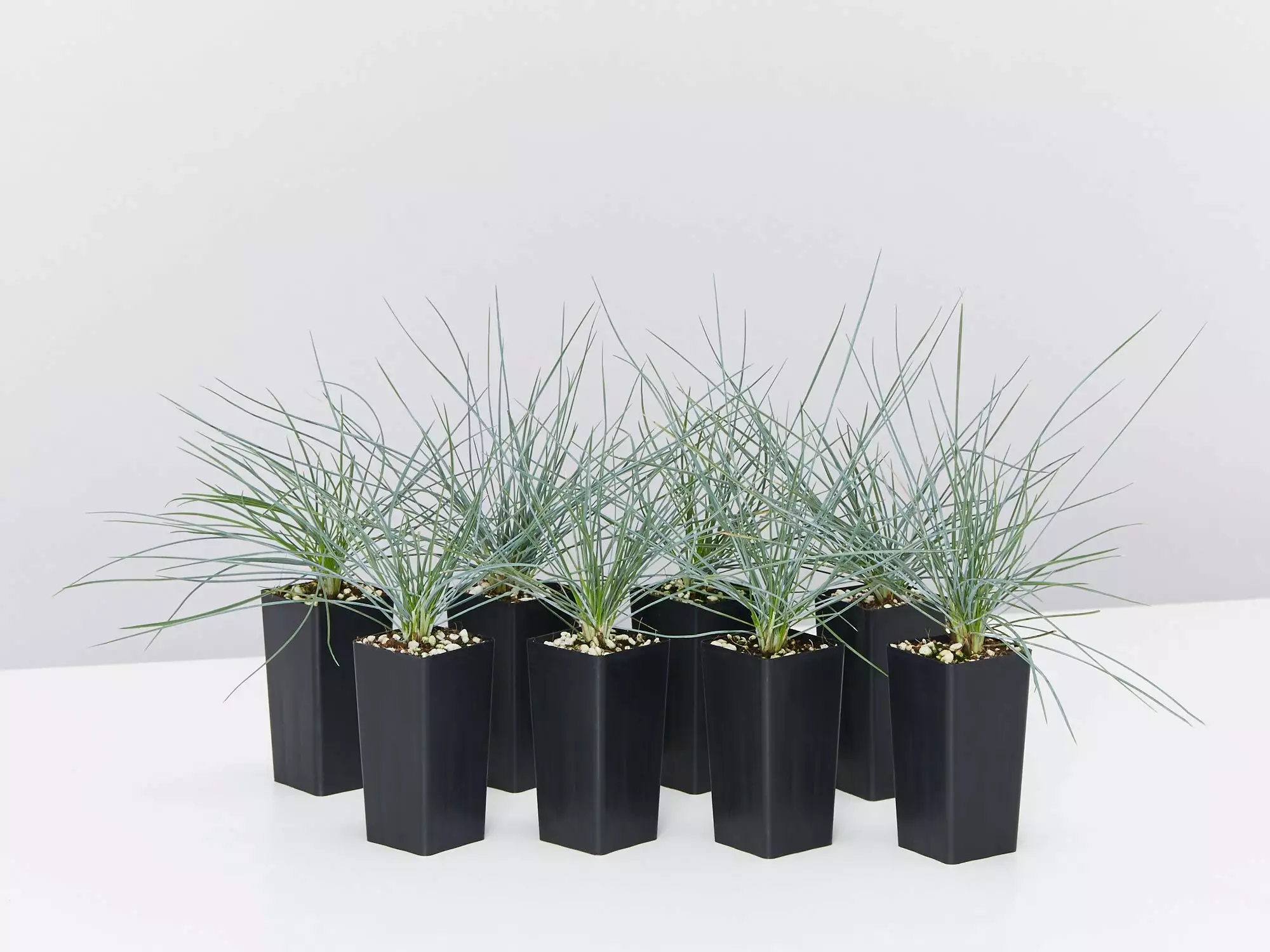 Festuca Glauca Beyond Blue 3 Festuca Glauca Beyond Blue