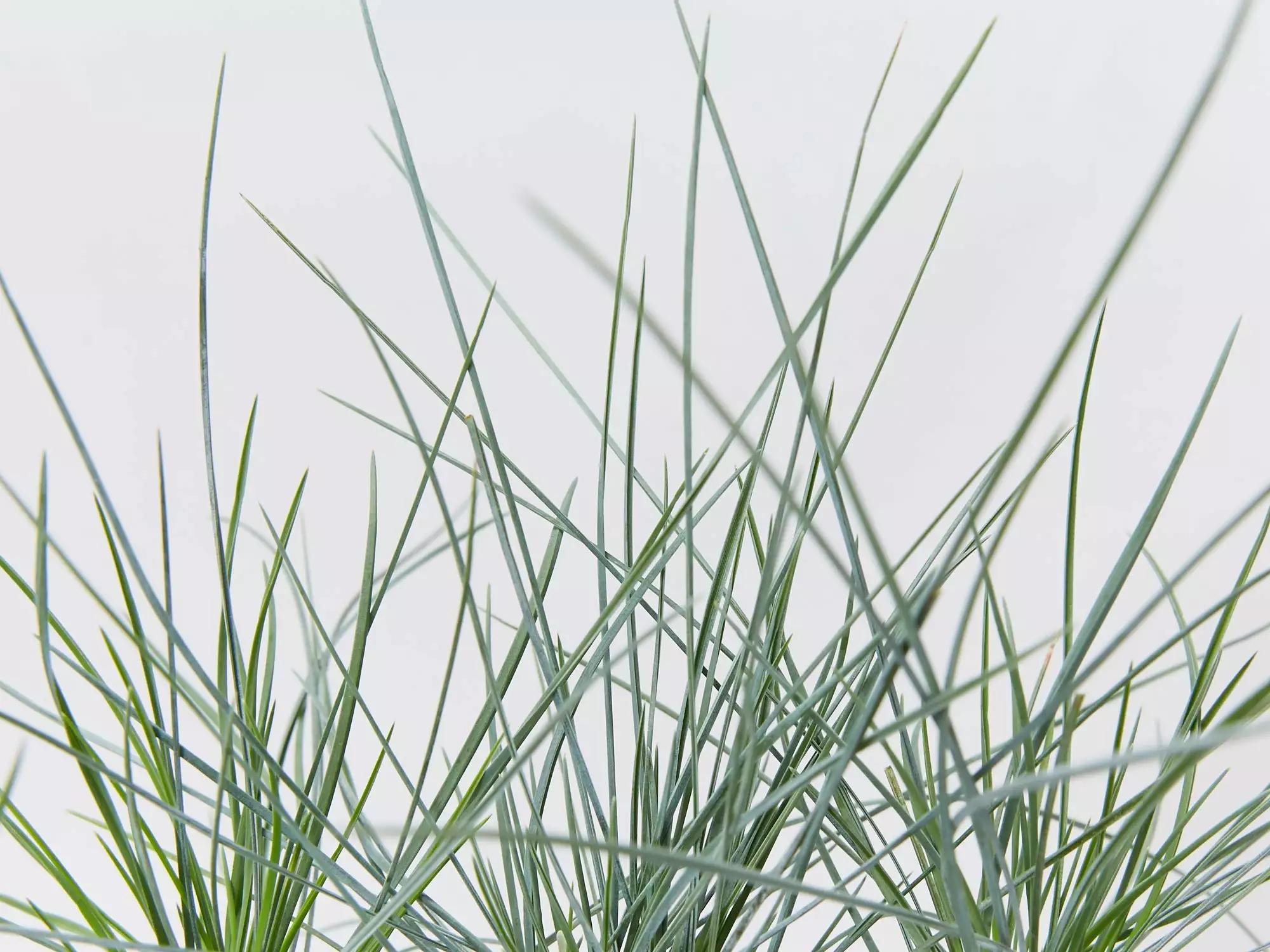 Festuca Glauca Beyond Blue 5 Festuca Glauca Beyond Blue - Image 3