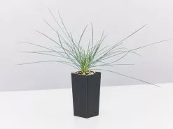 Festuca Glauca Beyond Blue 11 Festuca Glauca Beyond Blue -Plants in a Box Sales Shop FestucaBeyondBlue single 6767426e 6b00 4310 b9eb 34ef9799ecea