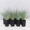 Festuca Glauca Varna 1 Festuca Glauca Varna -Plants in a Box Sales Shop FestucaGlauca 8 plants 93e4986a b831 4ec0 85b7 6a7de813c7be
