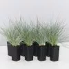 Festuca Glauca -Plants in a Box Sales Shop FestucaGlauca 8 plants fc379147 8300 4730 a68c 4f119e58b437