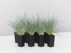 Festuca Glauca