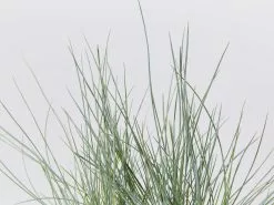 Festuca Glauca Varna -Plants in a Box Sales Shop FestucaGlauca detail 8a48e669 135d 488d b3b2 769b75724d1e