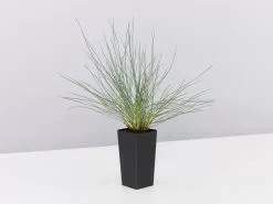 Festuca Glauca Varna -Plants in a Box Sales Shop FestucaGlauca single 24e65fdc a777 4822 9ca1 ead70b76705d