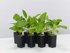 Ficus Altissima Yellow Gem