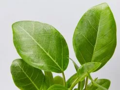 Ficus Altissima Yellow Gem -Plants in a Box Sales Shop FicusAtlissimaYellowGem detail 6dd648d0 836b 41e9 ab3b 4197237f9504