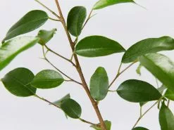 The Office Plants - Larger Size -Plants in a Box Sales Shop FicusBenjaminaEvergreen detail 1080x 369dd971 6847 4246 b334 e2adc9b06c2d