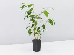 Plant-less Human Box - 8 Assorted Houseplants 25 Plant-less Human Box - 8 Assorted Houseplants -Plants in a Box Sales Shop FicusBenjaminaEvergreen single 41b63cf7 f24b 40dd 83f3 50672e494145