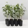 Ficus Midnight Petite - Weeping Fig -Plants in a Box Sales Shop FicusBenjaminaMidnightPetitePbr 8plants