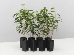 Ficus Midnight Petite - Weeping Fig