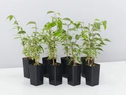 Ficus Benjamina Variegata