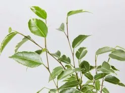 3 Plants & 3 Self-Watering Pot 250mm Set - Medium -Plants in a Box Sales Shop FicusBenjaminaVariegated detail 1080x baee6db8 ecf1 4fed aba6 406c09627622