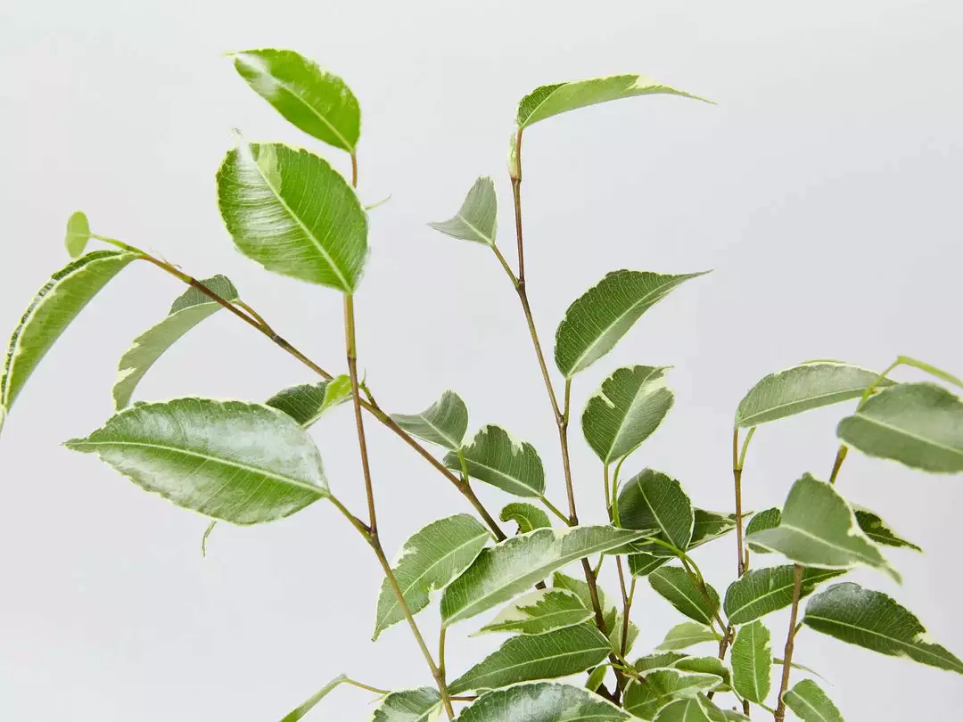 Assorted Box Of Indoor Plants - Large 7 Assorted Box Of Indoor Plants - Large - Image 5