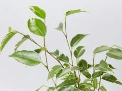 Ficus Benjamina Variegata -Plants in a Box Sales Shop FicusBenjaminaVariegated detail 3b05d4f2 0778 4dc0 a354 460b155fc651