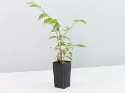 Assorted Ficus Plant Box 12 Assorted Ficus Plant Box -Plants in a Box Sales Shop FicusBenjaminaVariegated single 618x458 crop center 2x.progressive 5858ed5a f303 4fb8 85e0 a526fc809dbf