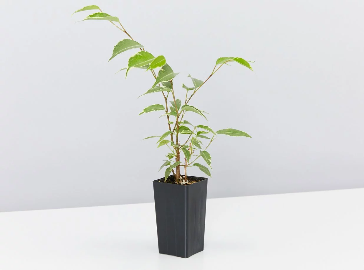 Assorted Ficus Plant Box 7 Assorted Ficus Plant Box - Image 5