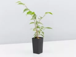 Ficus Benjamina Variegata -Plants in a Box Sales Shop FicusBenjaminaVariegated single e5f2840a f04a 412d bc6b 88f96ab65d99