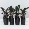 Ficus Elastica Burgundy Rubber Leaf Tree 1 Ficus Elastica Burgundy Rubber Leaf Tree -Plants in a Box Sales Shop FicusElasticaBugundy 8 plants 22ed5021 1318 465b bba5 f4b6dc58d36a