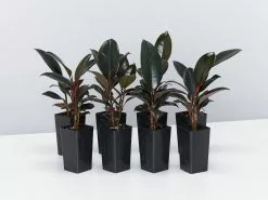 Ficus Elastica Burgundy Rubber Leaf Tree