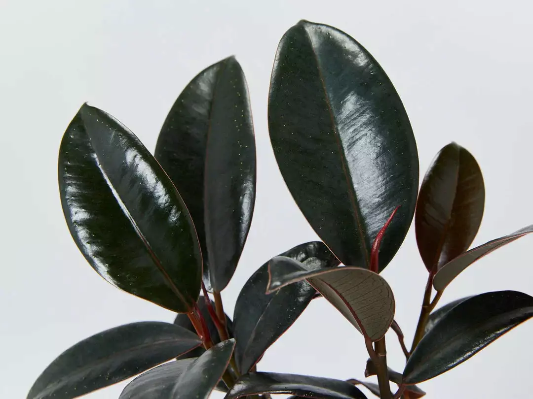 Assorted Box Of Indoor Plants - Large 6 Assorted Box Of Indoor Plants - Large - Image 4