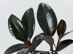 3 Plants & 3 Self-Watering Pot Set - 215mm -Plants in a Box Sales Shop FicusElasticaBugundy detail B 1080x be5f0c54 0250 4265 bd26 518acf8e3e49