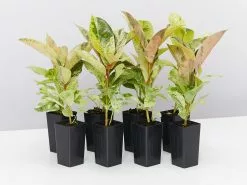 Ficus Elastica Shivereana