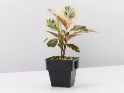 Ficus Elastica Tineke - 85mm -Plants in a Box Sales Shop FicusElasticaTineke single