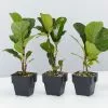 Ficus Lyrata Bambino - 85mm -Plants in a Box Sales Shop FicusLyrataBambino 3 plants