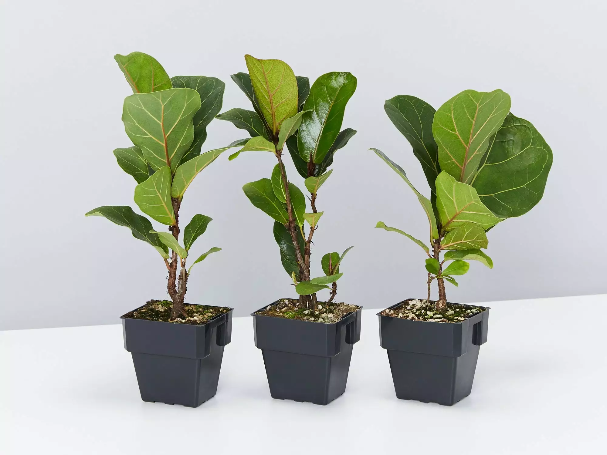 Ficus Lyrata Bambino - 85mm 3 Ficus Lyrata Bambino - 85mm