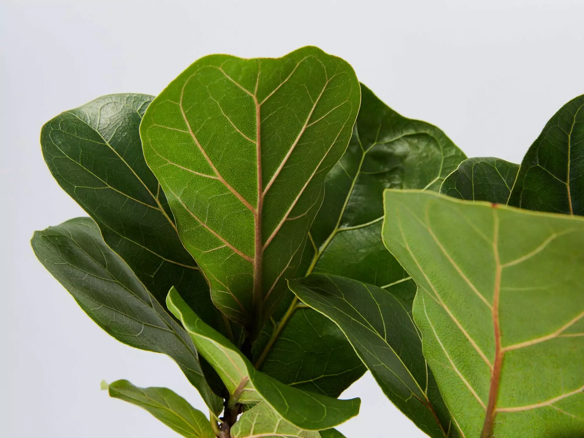 Ficus Lyrata Bambino - 85mm 4 Ficus Lyrata Bambino - 85mm - Image 2