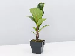 Ficus Lyrata Bambino - 85mm 9 Ficus Lyrata Bambino - 85mm -Plants in a Box Sales Shop FicusLyrataBambino single 1