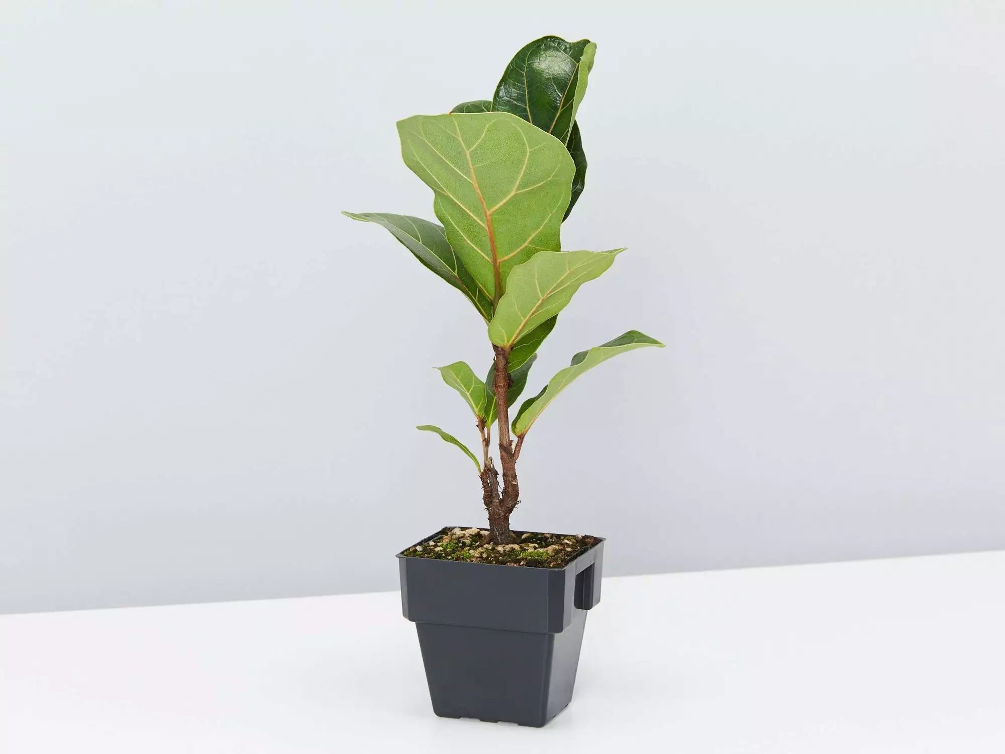 Ficus Lyrata Bambino - 85mm 5 Ficus Lyrata Bambino - 85mm - Image 3