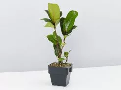 Ficus Lyrata Bambino - 85mm 10 Ficus Lyrata Bambino - 85mm -Plants in a Box Sales Shop FicusLyrataBambino single 2