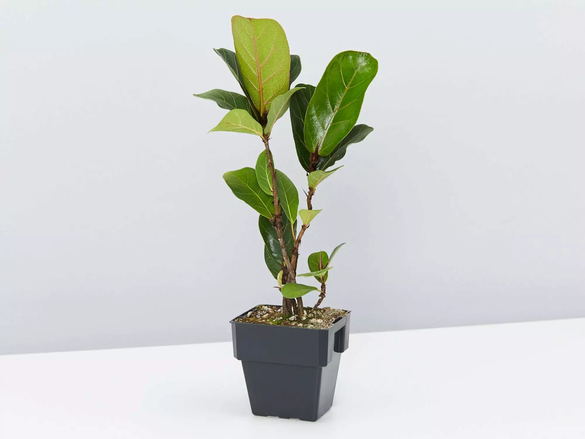 Ficus Lyrata Bambino - 85mm 6 Ficus Lyrata Bambino - 85mm - Image 4