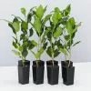 Ficus Emerald -Plants in a Box Sales Shop FicusMicrocarpaHilliiFlash 8 plants 618x458 crop center.progressive 0949b259 d5d0 42c5 aaa3 d93e195ed06a