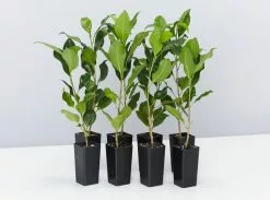 Ficus Emerald