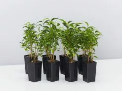 Ficus Benjamina Natasja